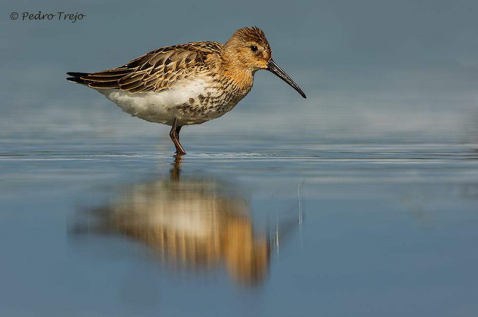 Correlimos común ( Calidris alpina )